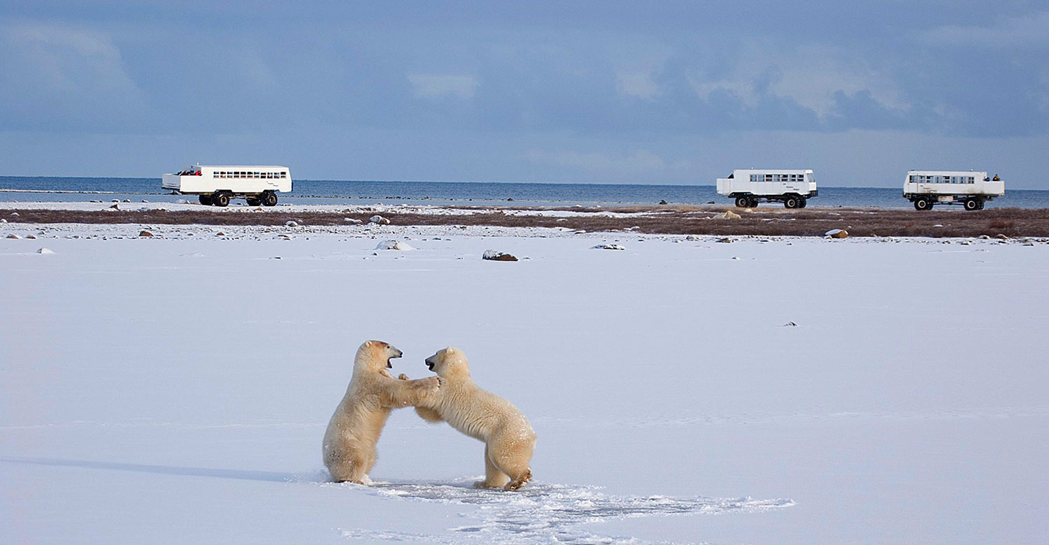 Two polar bears napping