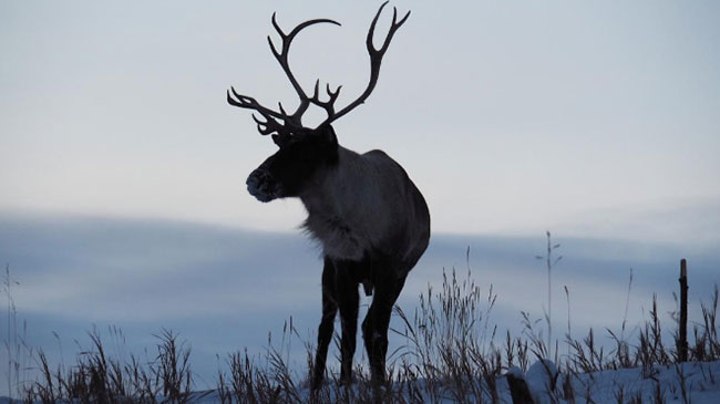 Whitehorse
