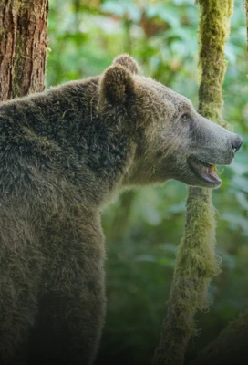 Grizzly Bears