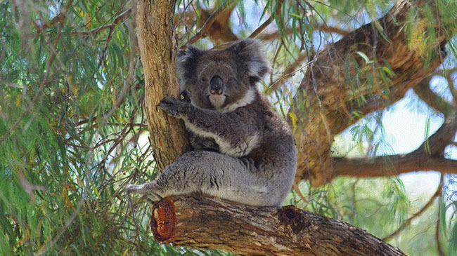 Adelaide