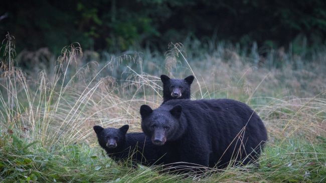 Vancouver → Spirit Bear Lodge