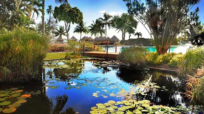 Airport → Tahiti Ia Ora Beach Resort