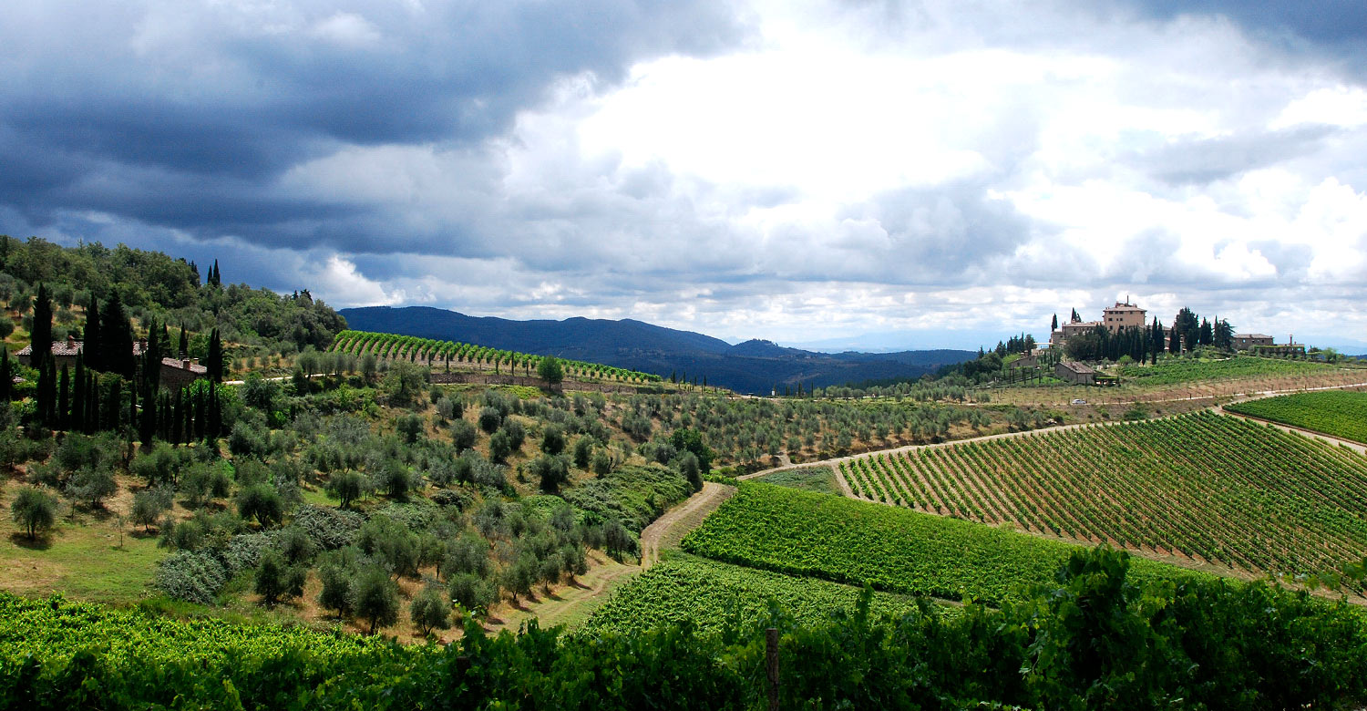 Vineyards in Chianti Hills.