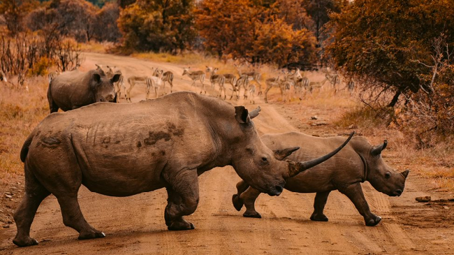 Shamwari Private Game Reserve → White River