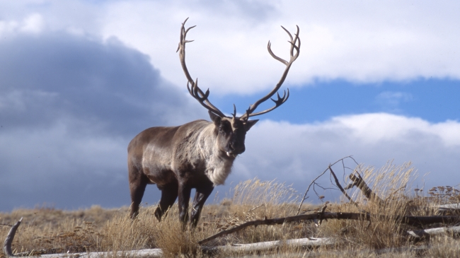 Whitehorse