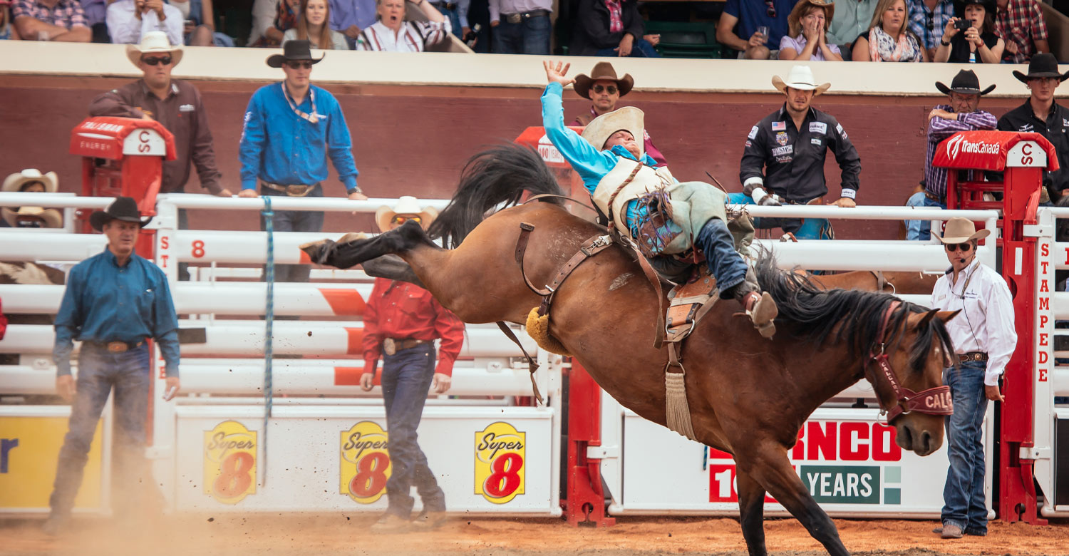 Bareback riding, one of the exciting rodeo events during Calgary Stampede