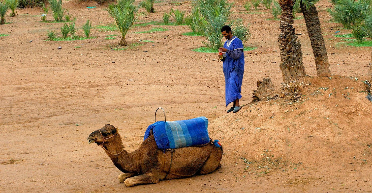 Enjoy a camel ride in Marrakech.