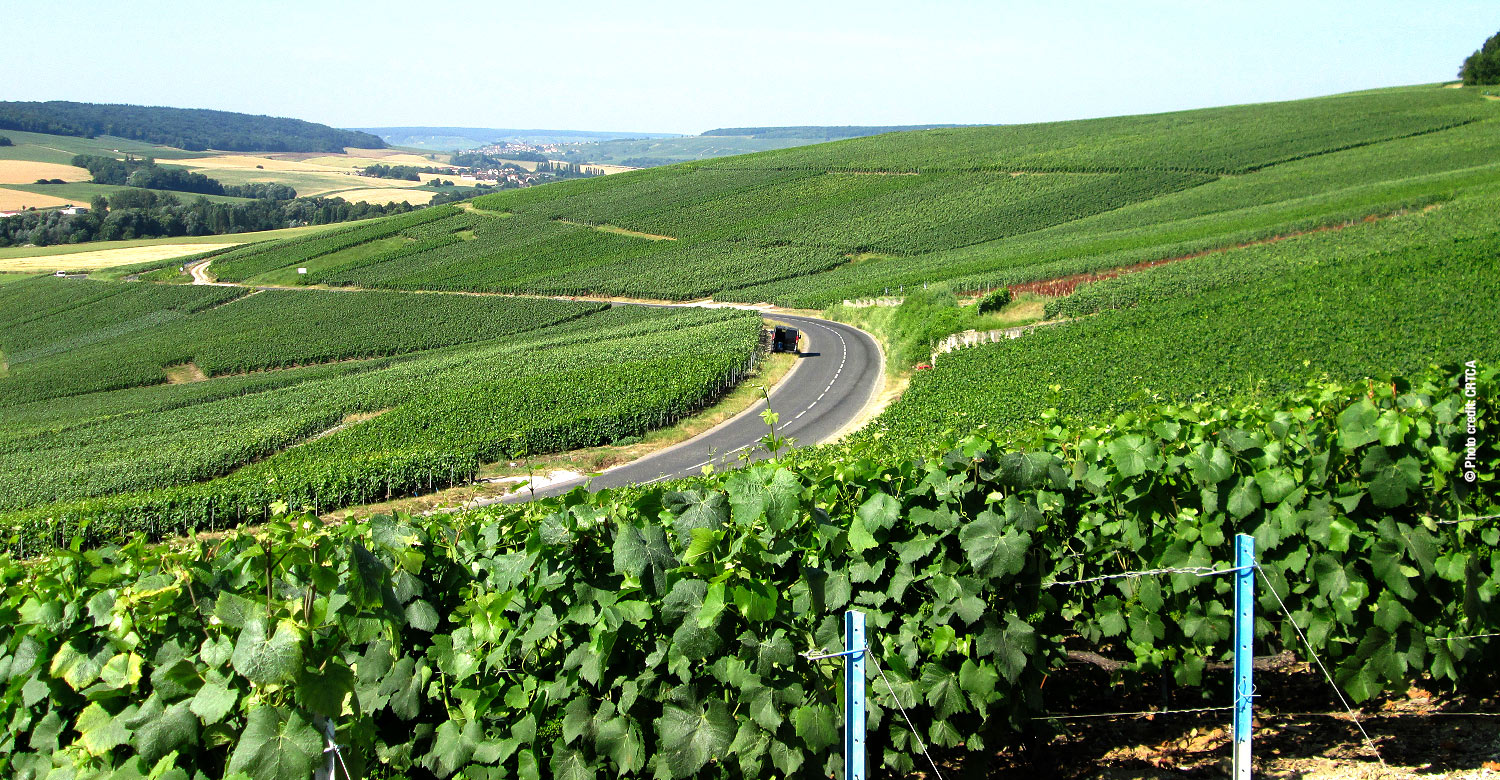 Vineyards in Marne Valley.