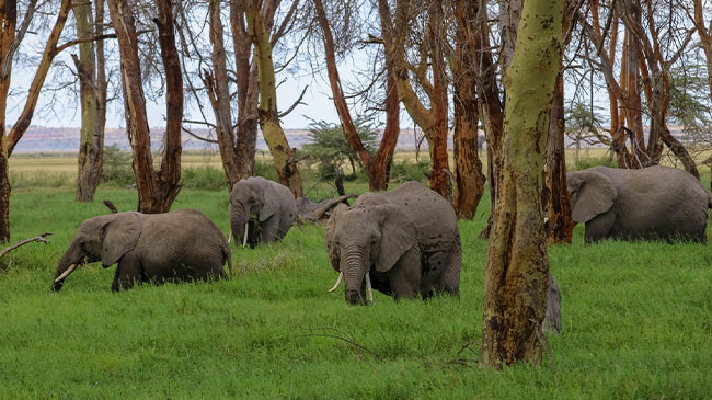 Journey to Amboseli National Park 