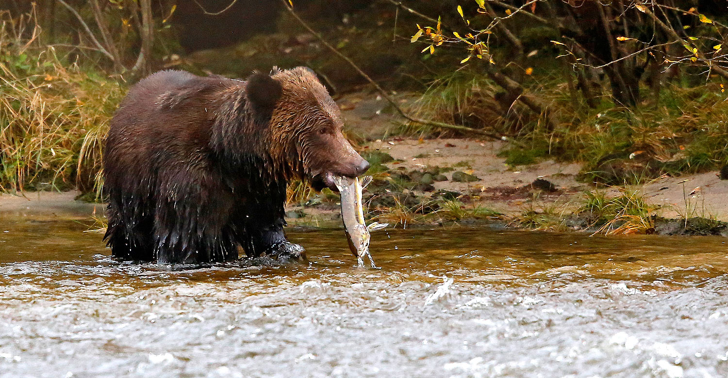 See bears in action during your wildlife holiday in the Great Bear Lodge.
