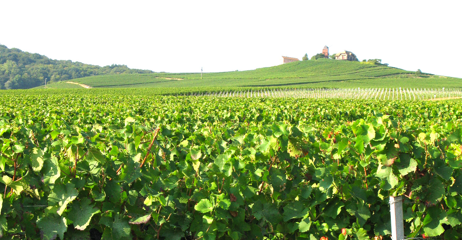 The lush vineyards of the Champagne region