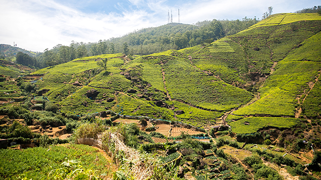 Nuwara Eliya