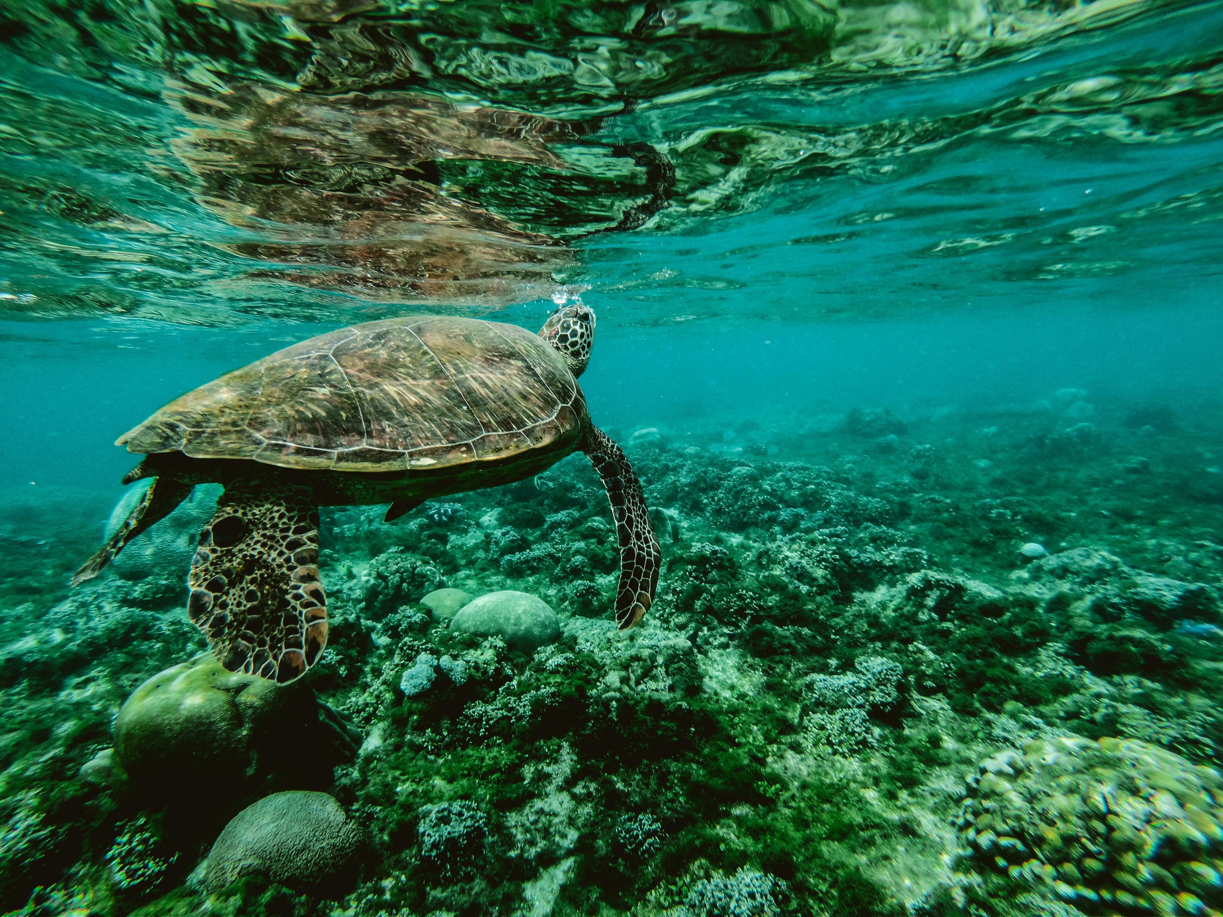 The Philippines’ Best Marine Experiences for Nature Lovers