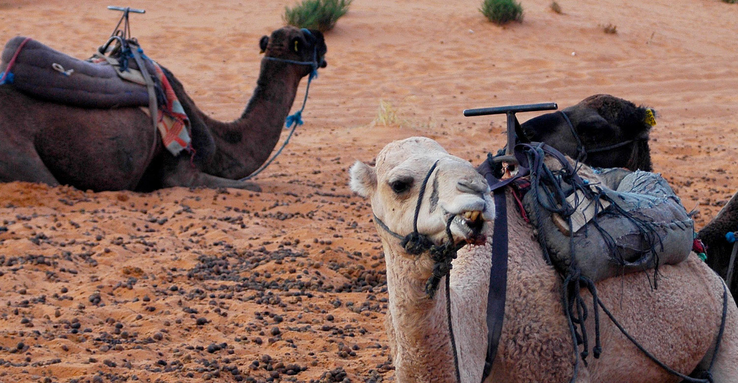 Camels in the desert