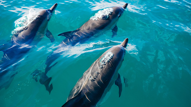 Kaikoura