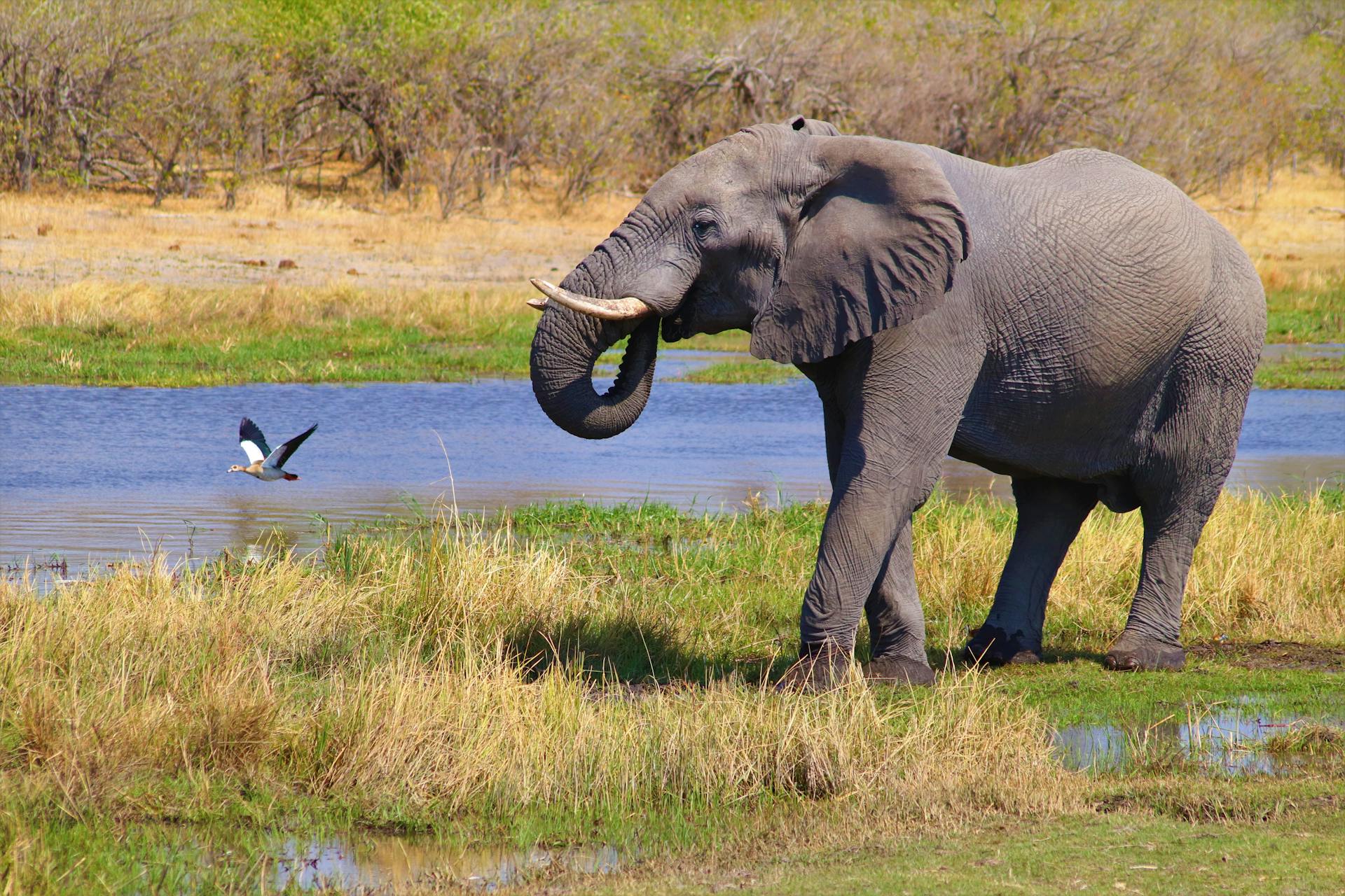 An elephant walking on a grassy field next to a watering hole, where an exotic bird is flying above.