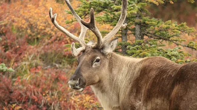 Denali → Fairbanks