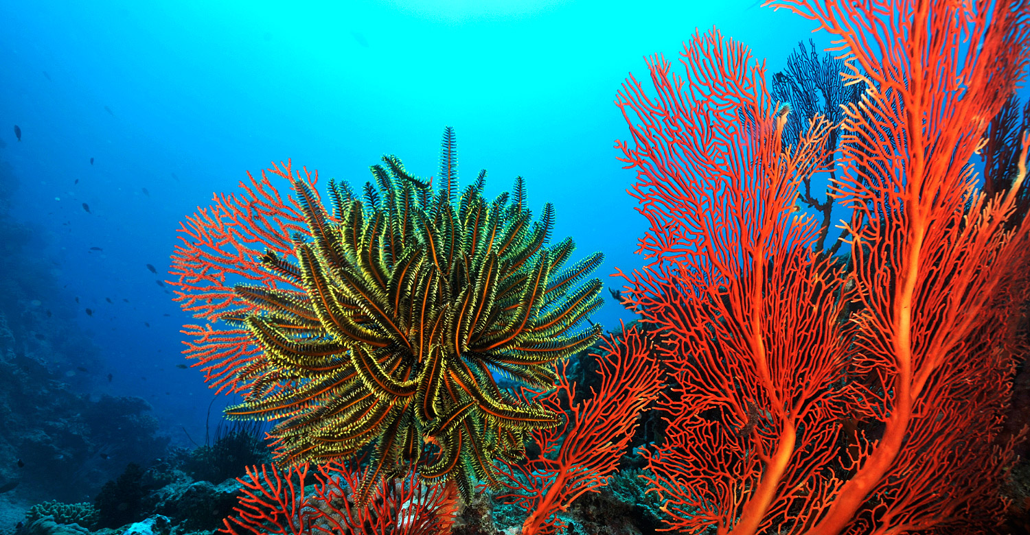 Feast upon a colourful mosaic of coral and marine life in New Caledonia's lagoon.