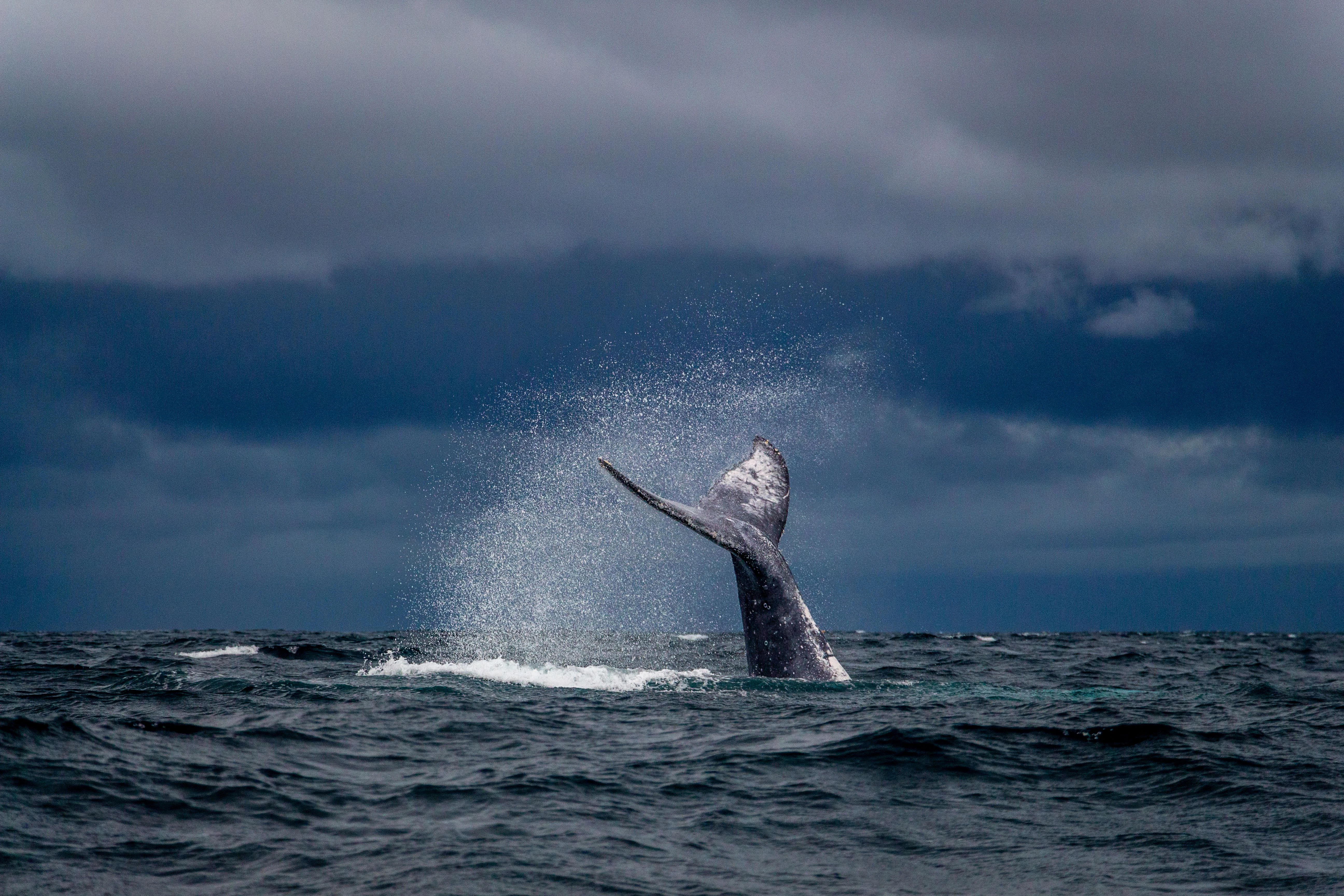 A humpback whale gracefully dives beneath the clear blue waters 