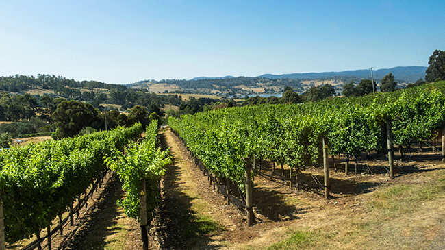 Tamar Valley, Tasmania