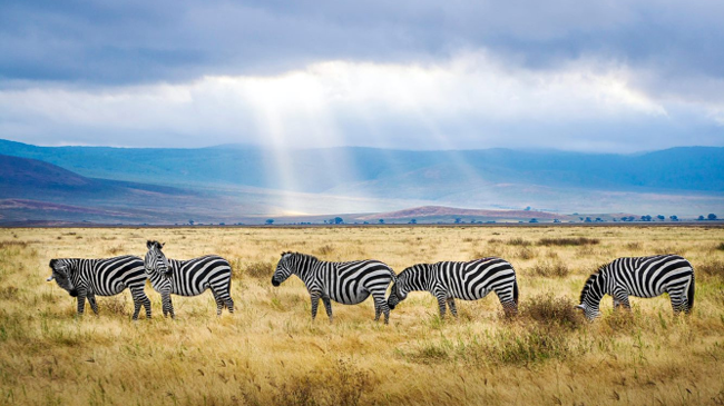 Northern Serengeti → Ngorongoro Crater
