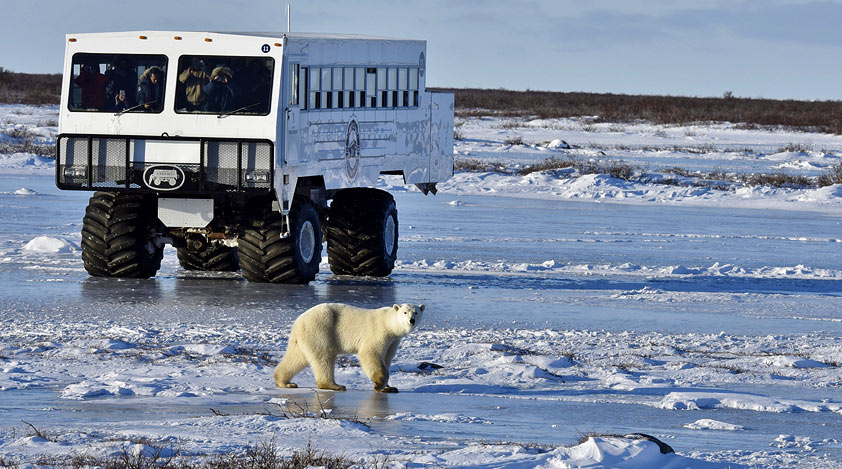 See the polar bears in a Tundra buggy