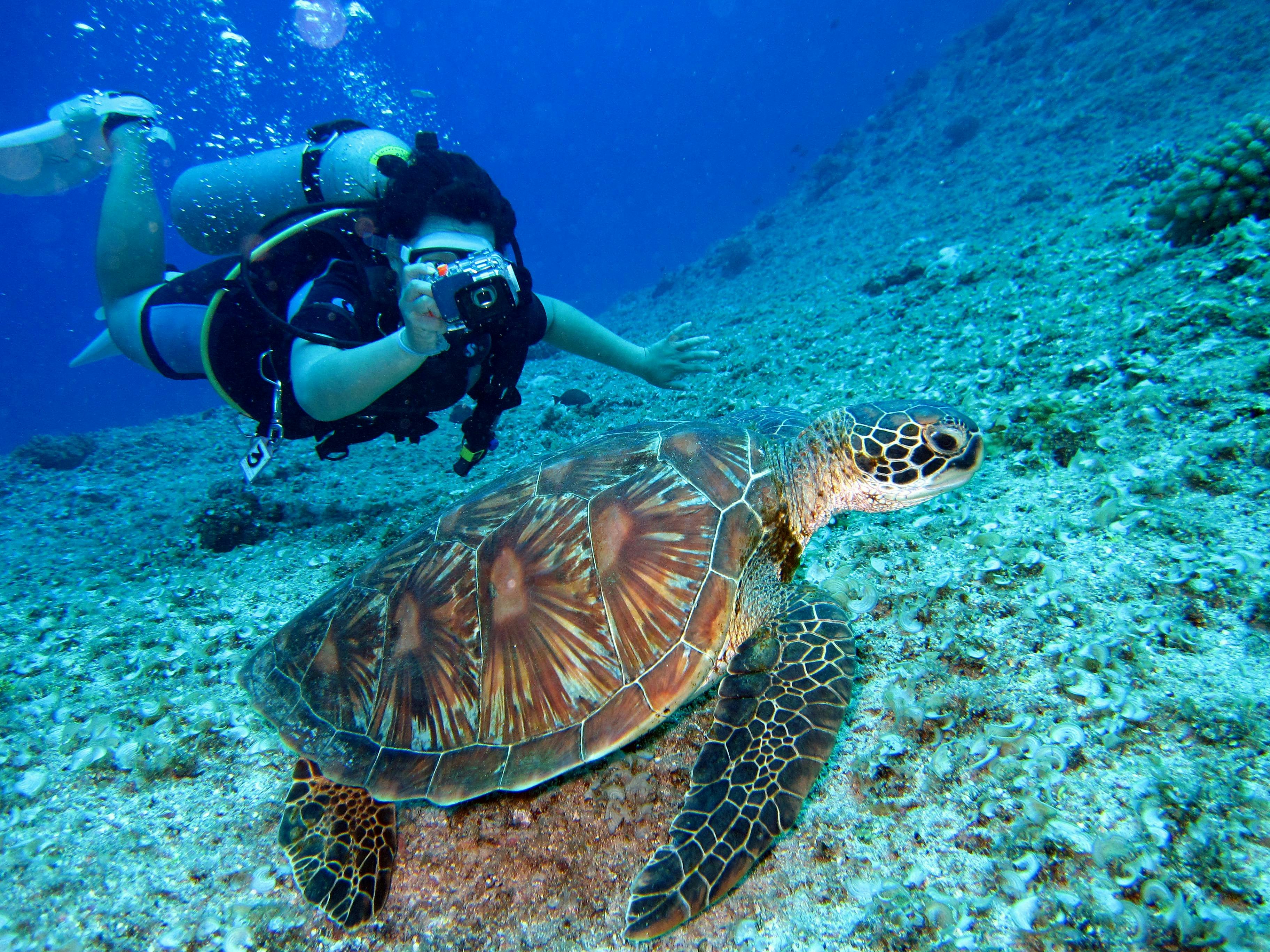 A scuba diver taking a photo of a sea turtle underwater