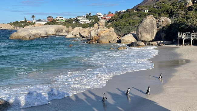 Cape Town: Cape Peninsula & Boulders Beach Tour