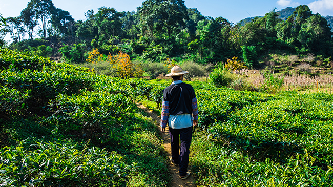 Mai Chau