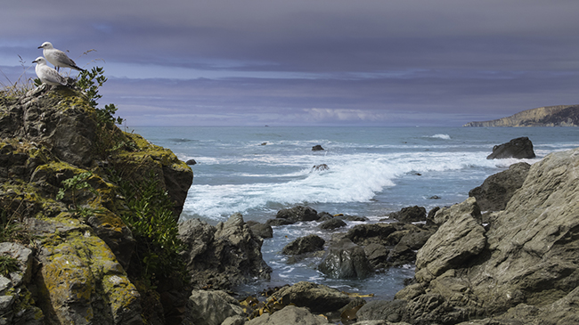 Nelson Bay → Kaikoura