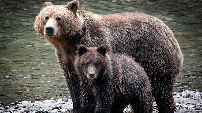 Klahoose Wilderness Resort