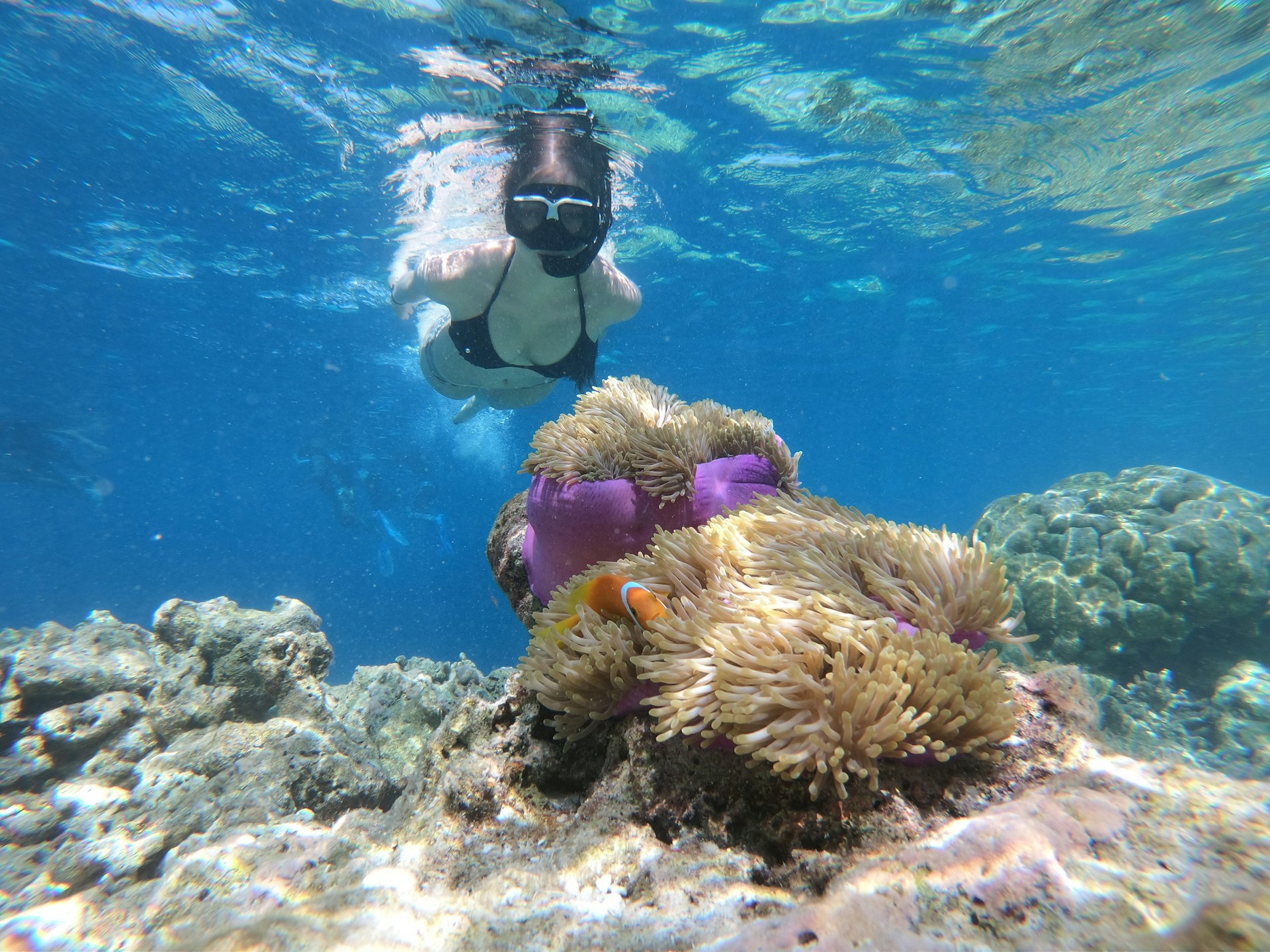 A woman snorkelling near a coral reef with an anemone on it.