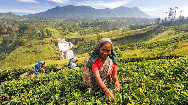 Kandy → Nuwara Eliya 