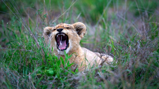 Sabi Sand Private Game Reserve
