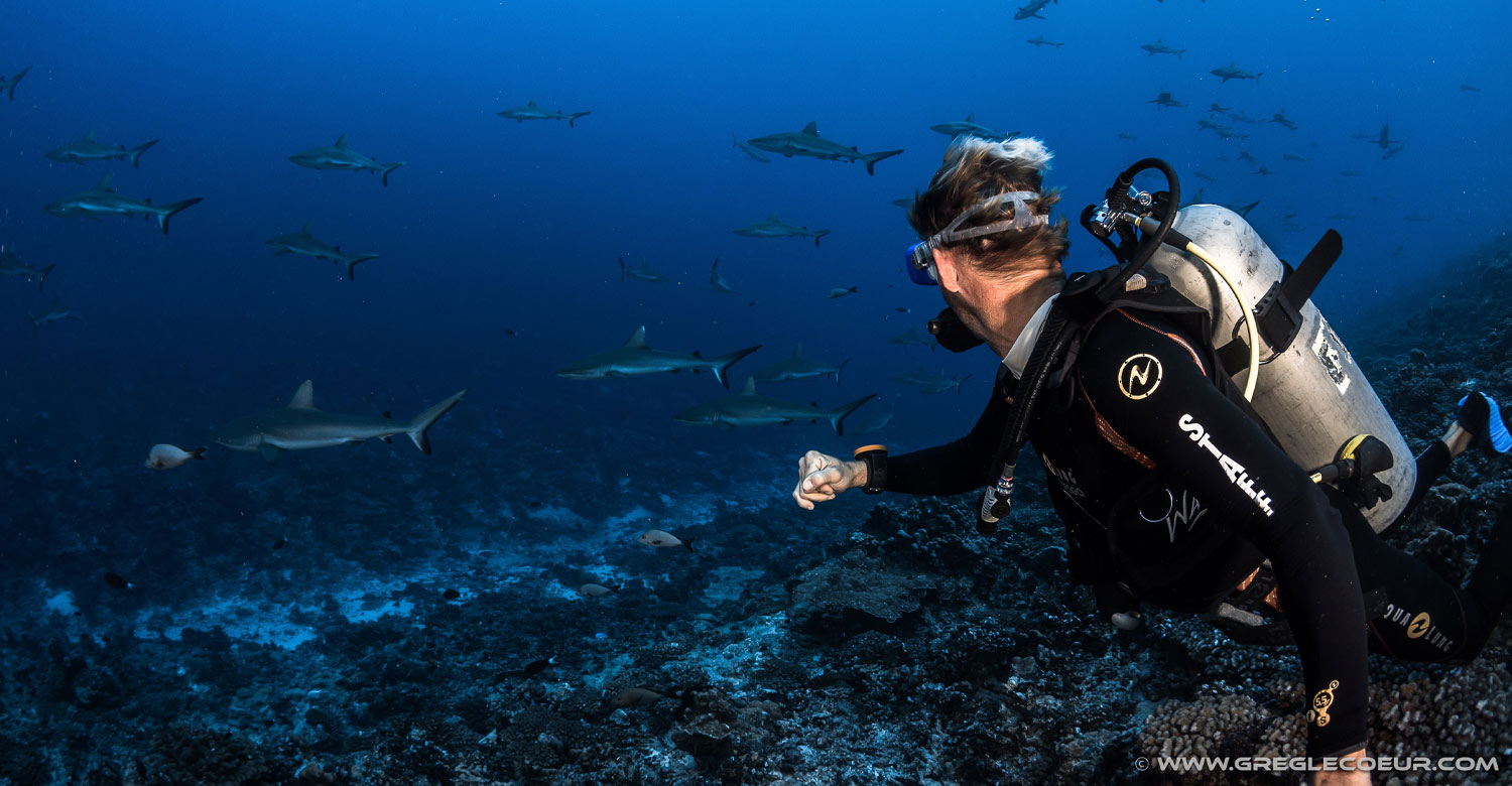 Shark encounter