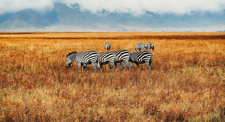 Ngorongoro Crater