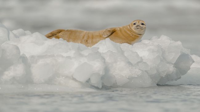 Explora Journeys: Hubbard Glacier