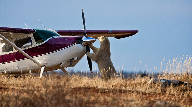 Nanuk Polar Bear Lodge → Winnipeg