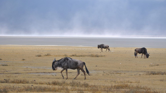 Ngorongoro Crater