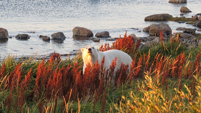 Winnipeg → Churchill → Tundra Camp