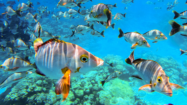 Rangiroa, Society Islands