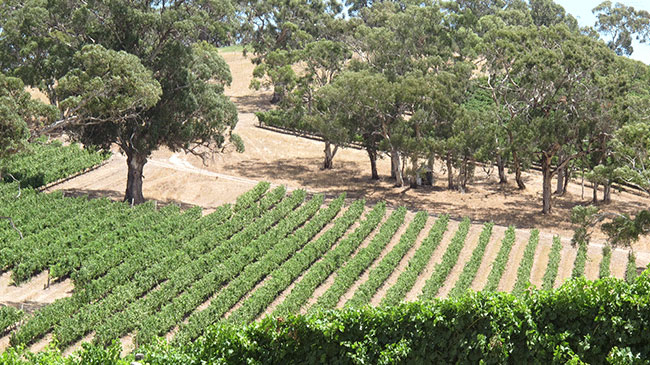 Adelaide → Northern Barossa → Adelaide